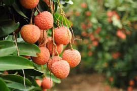 Bac Giang: 80% de litchis seront exportés vers la Chine