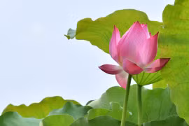 Deux nouveaux timbres postaux pour saluer l’Année de l'APEC-2017