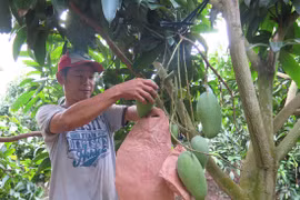 Fruits et légumes : le Vietnam vise 3 milliards de dollars d'exportations en 2017