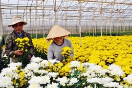 Un nouveau village traditionnel de la floriculture à Dà Lat