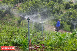 Les légumes bio de Hoa Viên