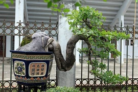 Exposition de plantes ornementales et d'oiseaux à Hanoi