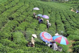 Le thé de Thai Nguyen se distingue à un concours aux Etats-Unis