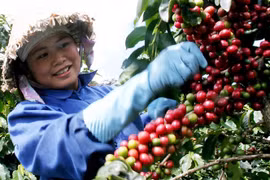 Les exportations nationales de café se portent bien