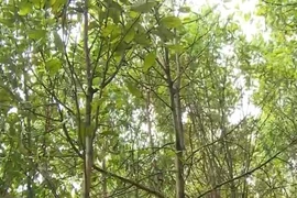 Le Japon réalise de nombreux projets forestiers au Vietnam