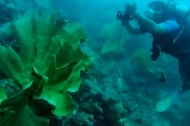 L'Indonésie et les États-Unis coopèrent dans la conservation de l'habitat marin