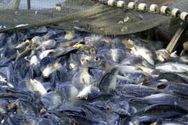 La Chine, marché prometteur pour le pangasius vietnamien en 2017