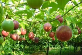 Les fruits de la passion de Son La bientôt expédiés en France 