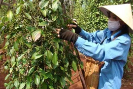 Le poivre de Quang Tri est le meilleur du monde