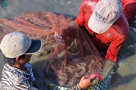 Crevettes : le delta du Mékong veut exporter plus