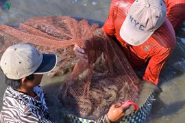 Crevettes : le delta du Mékong veut exporter plus