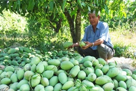 Une société de Dong Thap a exporté 22 tonnes de mangues au Moyen-Orient 