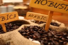 Le Robusta reprend des forces