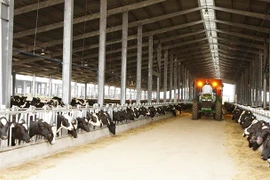 Le groupe vietnamien TH achète trois fermes d’élevage de bétail en Australie