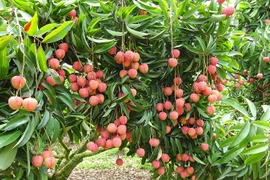 La fête des litchis de Thanh Hà s'ouvre à Hai Duong