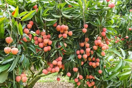 La fête des litchis de Thanh Hà s'ouvre à Hai Duong