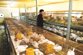 Fermes: la poule aux œufs d’or de Thanh Hoa