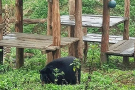 Ninh Binh: un refuge d'ours attrayant pour les touristes étrangers