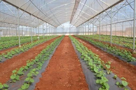 Can Tho et la Nouvelle-Zélande renforcent leur coopération dans le secteur agricole