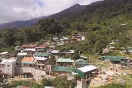 Le ginseng de Ngoc Linh, l’or vert des Xê Dang