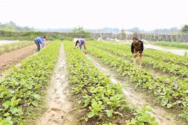  Hanoï fait vivre son agriculture bio