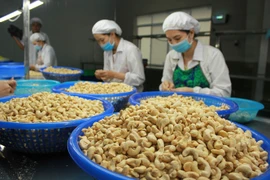 Noix de cajou: hausse prochaine du prix d’exportation
