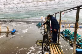 Ninh Binh: Des élevages de crevettes se modernisent grâce à une aide belge