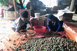 Signes positifs pour l'exportation de prunes de Son La