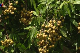 Son La exporte 30 tonnes de longanes vers la Chine