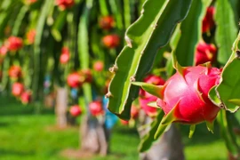 Dynamiser l'exportation de produits agricoles vietnamiens en Inde