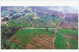 Le thé de Tam Duong, "l’or vert" de Lai Châu