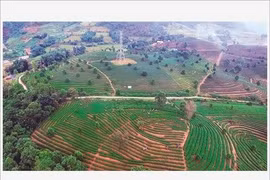 Le thé de Tam Duong, "l’or vert" de Lai Châu