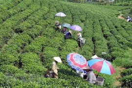 La Thaïlande promeut la coopération avec la province de Thai Nguyen