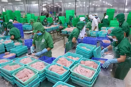 Améliorer de l’élevage des pangasius à exporter
