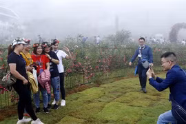 Sa Pa détient le record de la plus grande vallée de roses au Vietnam