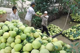 Le secteur des fruits et légumes vise 10 milliards de dollars d’exportations pour 2025