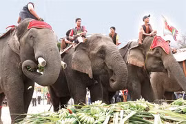  Fête des éléphants au Tây Nguyên