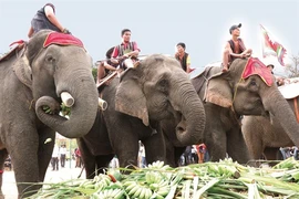  Fête des éléphants au Tây Nguyên