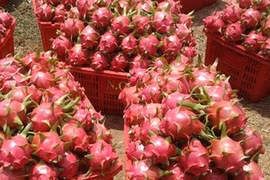 Un lot de huit conteneurs de fruits du dragon du Vietnam expédié aux Etats-Unis