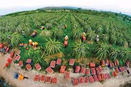 Bientôt le festival du fruit du dragon à chair rouge du Vietnam en Australie