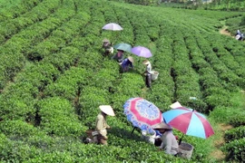 La Thaïlande promeut la coopération avec la province de Thai Nguyen