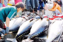 Fortes exportations de thon au Mexique