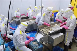 Augmentation continue des exportations de mollusques bivalves. Photo: VNA