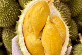 Les exportations de durian devraient rapporter trois milliards de dollars en 2024