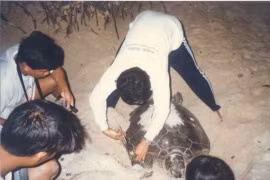 Con Dao pendant la saison de reproduction des tortues marines
