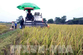 Bac Giang améliore la qualité de ses produits agricoles. Photo: VNA