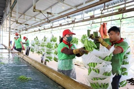 Les exportations des produits agricoles, sylvicoles et aquatiques en hausse de 21%