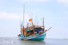 Ca Mau renforce le contrôle de sa flotte de pêche pour lutter contre la pêche INN. Photo: VNA