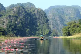 Fleurs de nénuphars violets à Ninh Binh