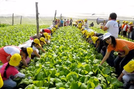Hanoi dispose de grands potentiels en matière d’agrotourisme. Photo: CTV